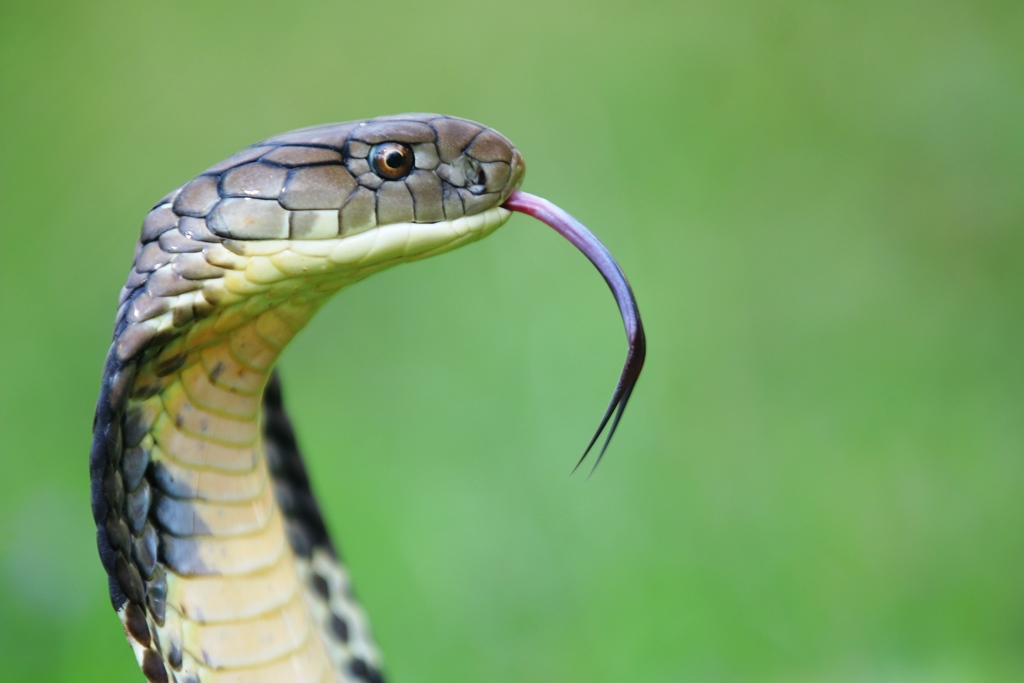 King Cobra Conservancy - Did you know that King cobra's are not